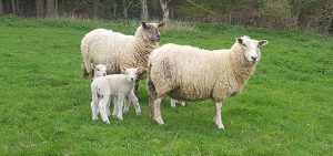Spring Cotswold Lion Sheep and Lambs