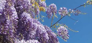 Spring Wisteria in the Cotswolds