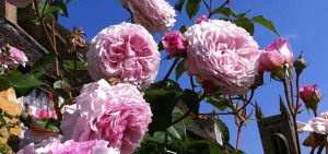Summer Cotswold Cottage Garden Roses